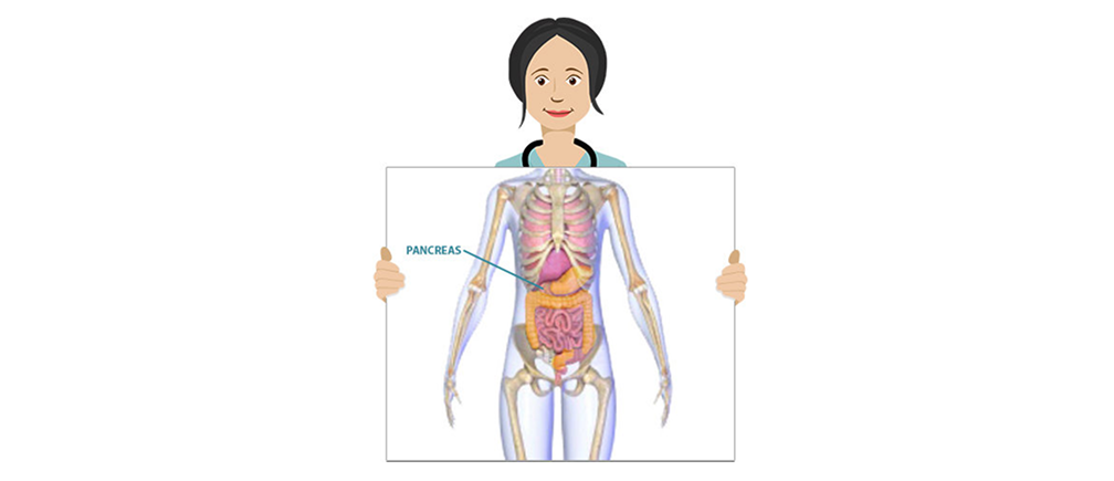 Located in the abdomen, the pancreas makes hormones such as insulin. It also produces pancreatic juices, which contain enzymes that aid in digestion.