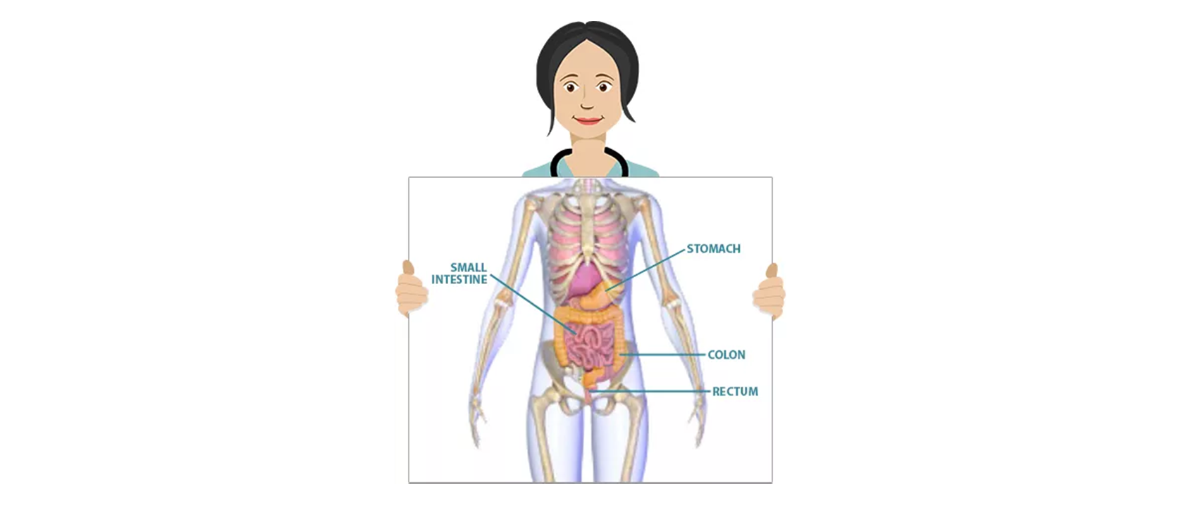 Stomach, small intestine, colon, and rectum making up the GI system